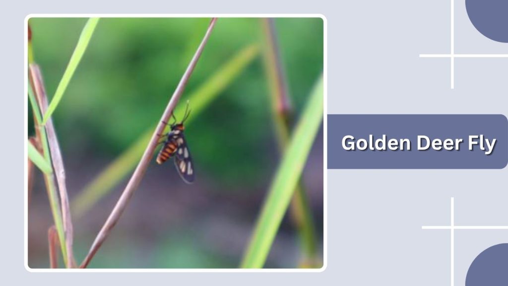 Golden Deer Fly