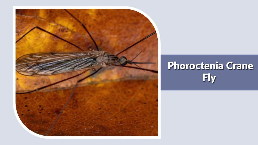 Phoroctenia Crane Fly