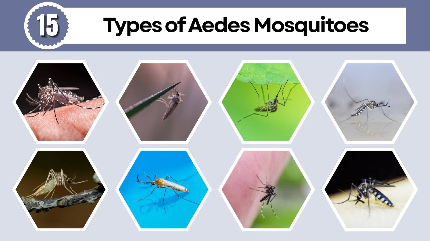15 Types of Aedes Mosquitoes: Identification and Risks