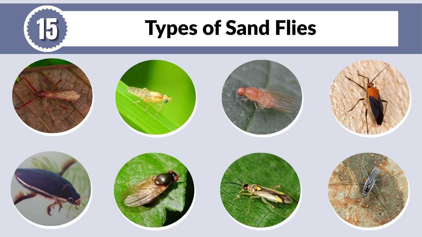 15 Types of Sand Flies: Identification, Pictures and Lifecycle