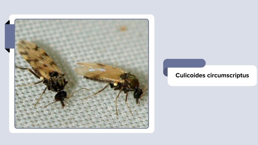 Culicoides circumscriptus