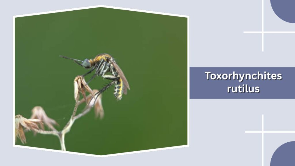 Toxorhynchites rutilus