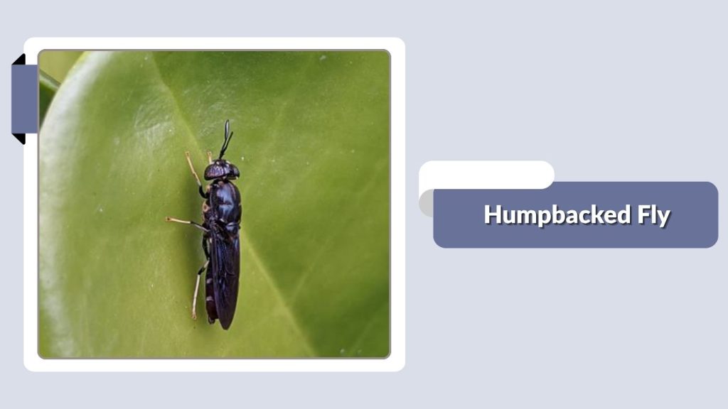 Humpbacked Fly
