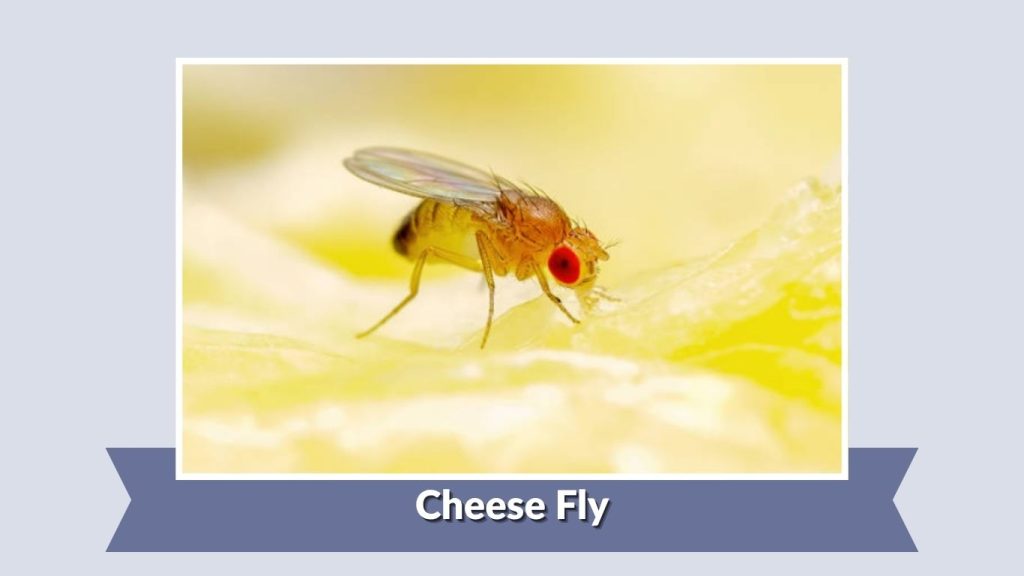 Cheese Fly