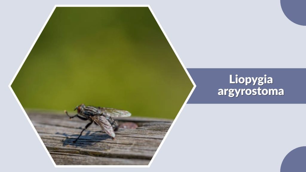 Liopygia argyrostoma