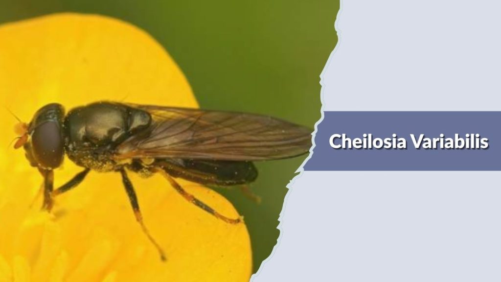 Cheilosia Variabilis