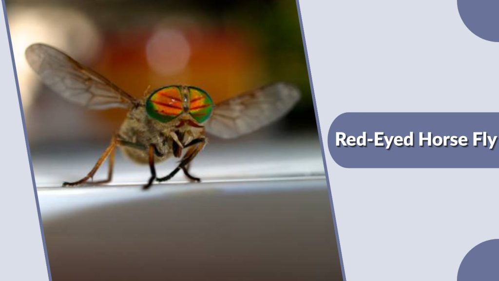  Red-Eyed Horse Fly