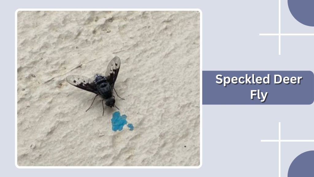 Speckled Deer Fly