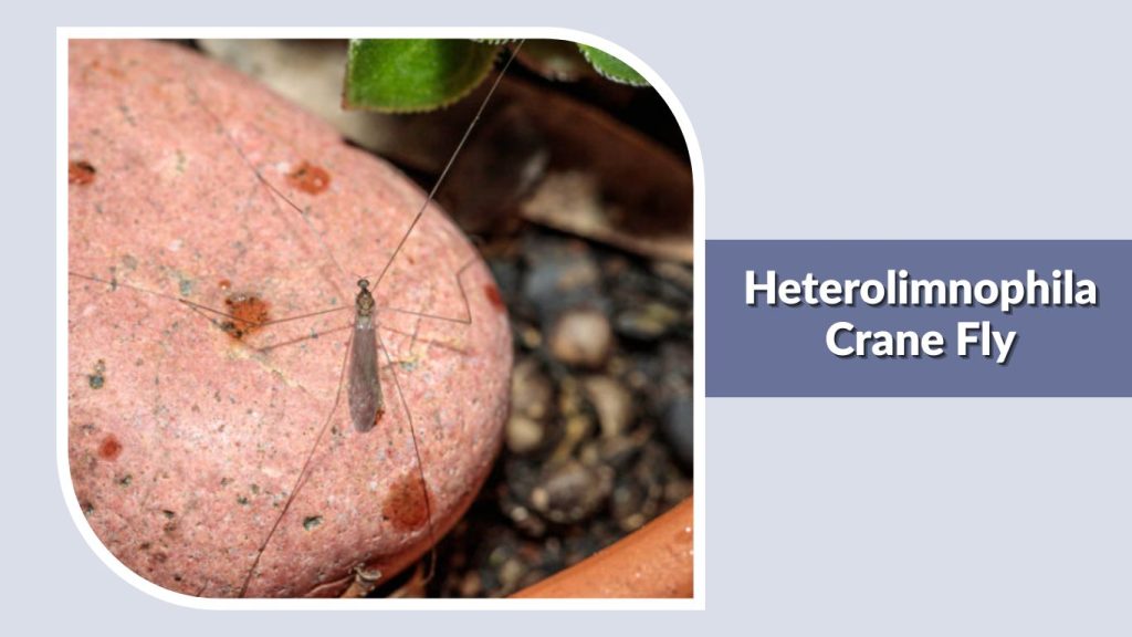 Heterolimnophila Crane Fly