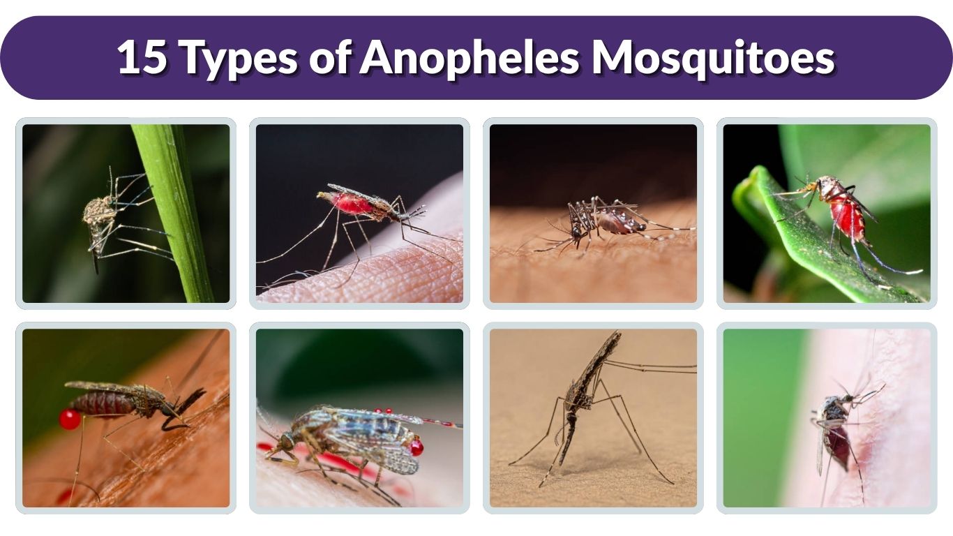 15 Types of Anopheles Mosquitoes: Species Identification & Pic