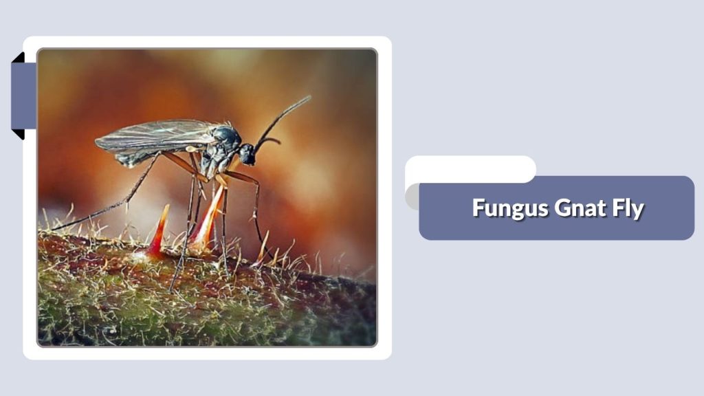 Fungus Gnat Fly