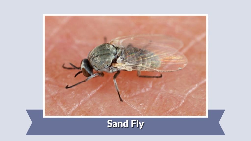 Sand Fly