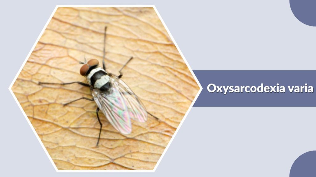 Oxysarcodexia varia