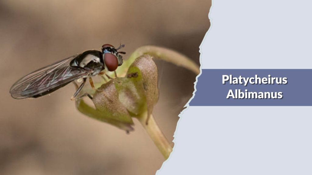 Platycheirus Albimanus