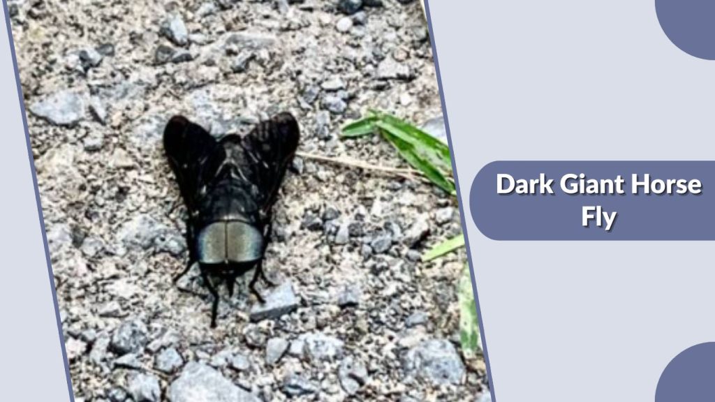 Dark Giant Horse Fly