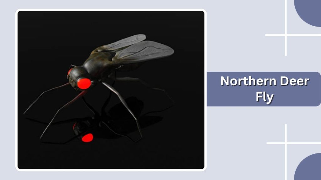 Northern Deer Fly