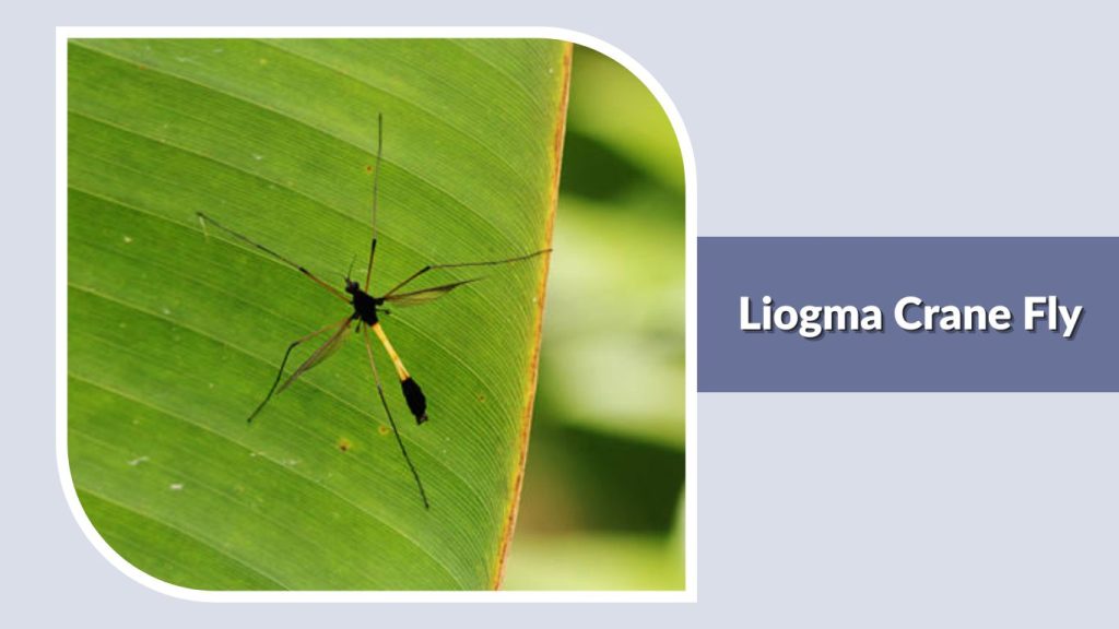 Liogma Crane Fly