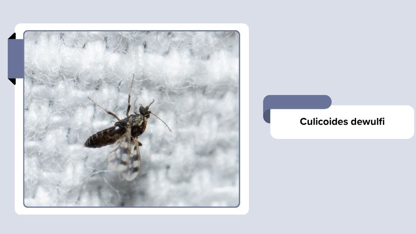 Culicoides dewulfi