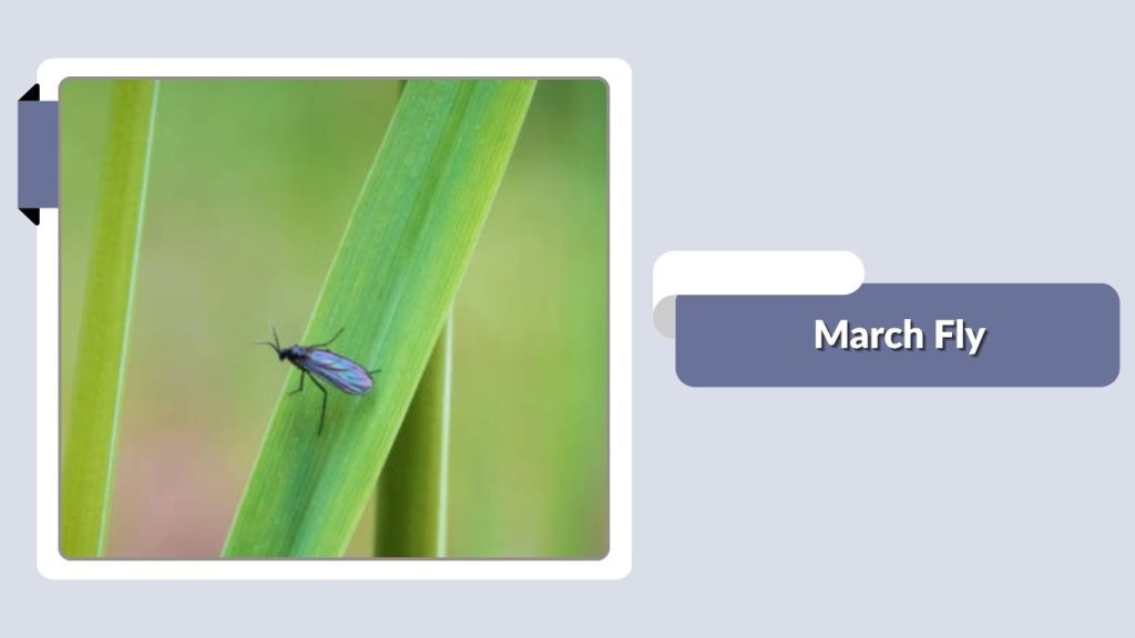 March Fly