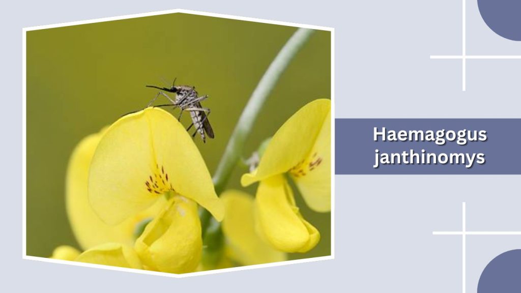 Haemagogus janthinomys