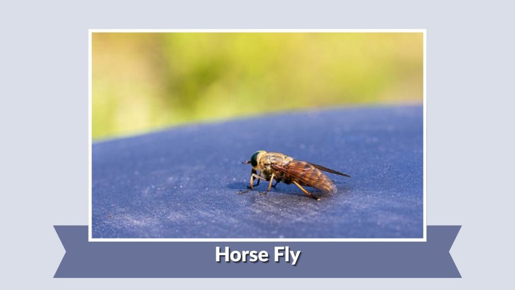 Horse Fly