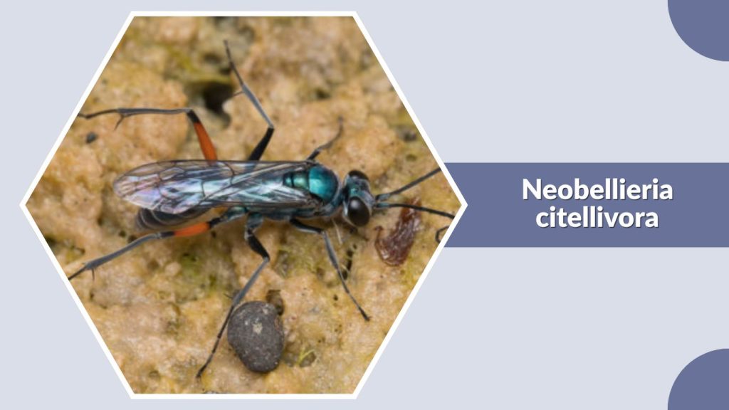 Neobellieria citellivora