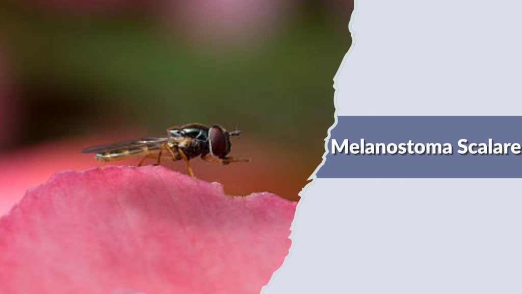 Melanostoma Scalare