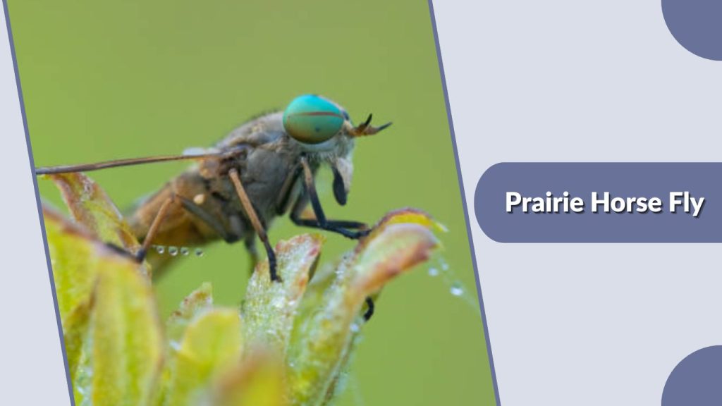  Prairie Horse Fly
