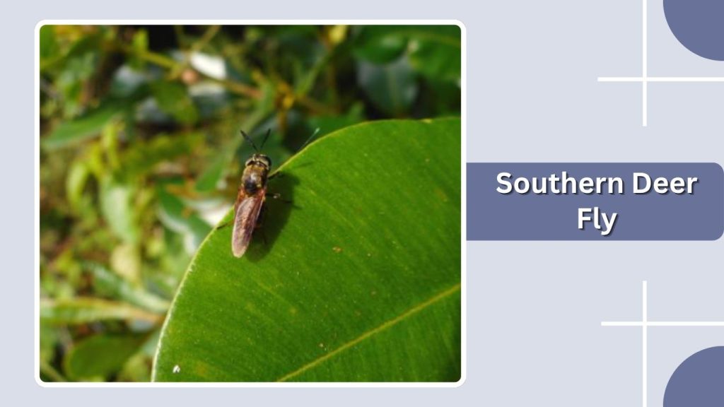 Southern Deer Fly