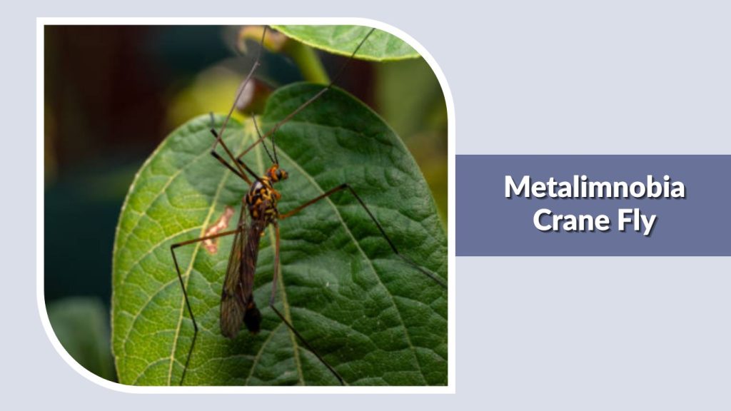 Metalimnobia Crane Fly