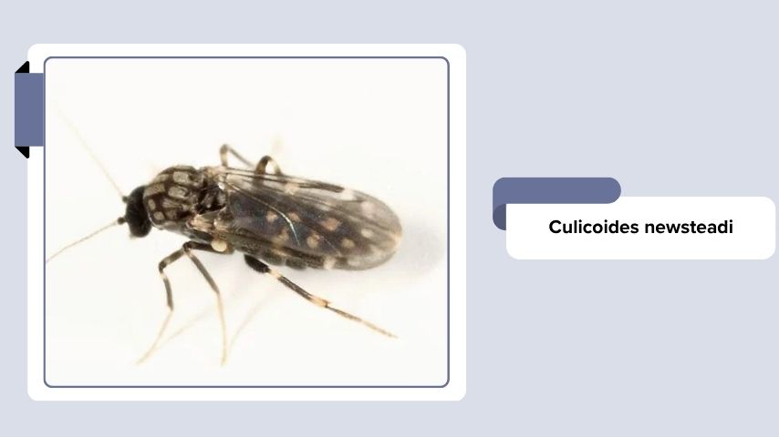 Culicoides newsteadi