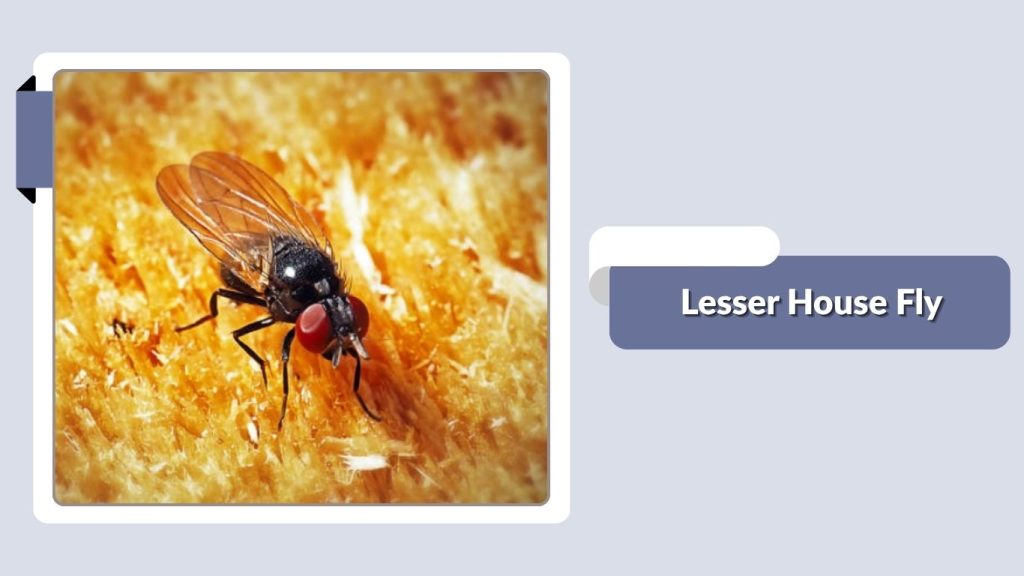 Lesser House Fly