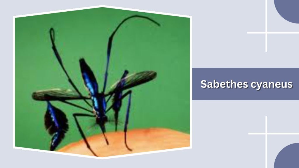 Sabethes cyaneus
