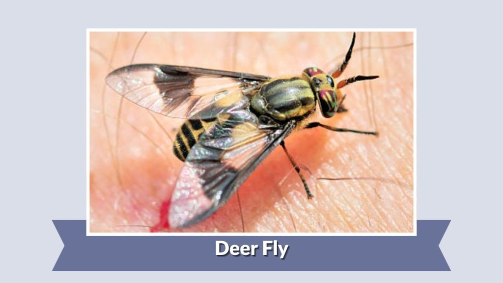 Deer Fly