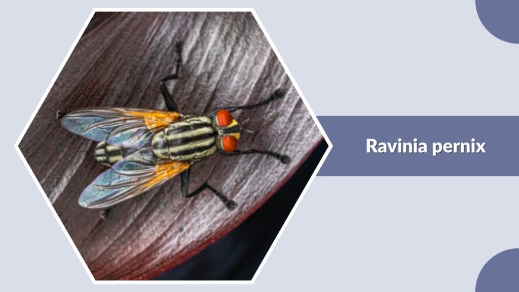 Ravinia pernix