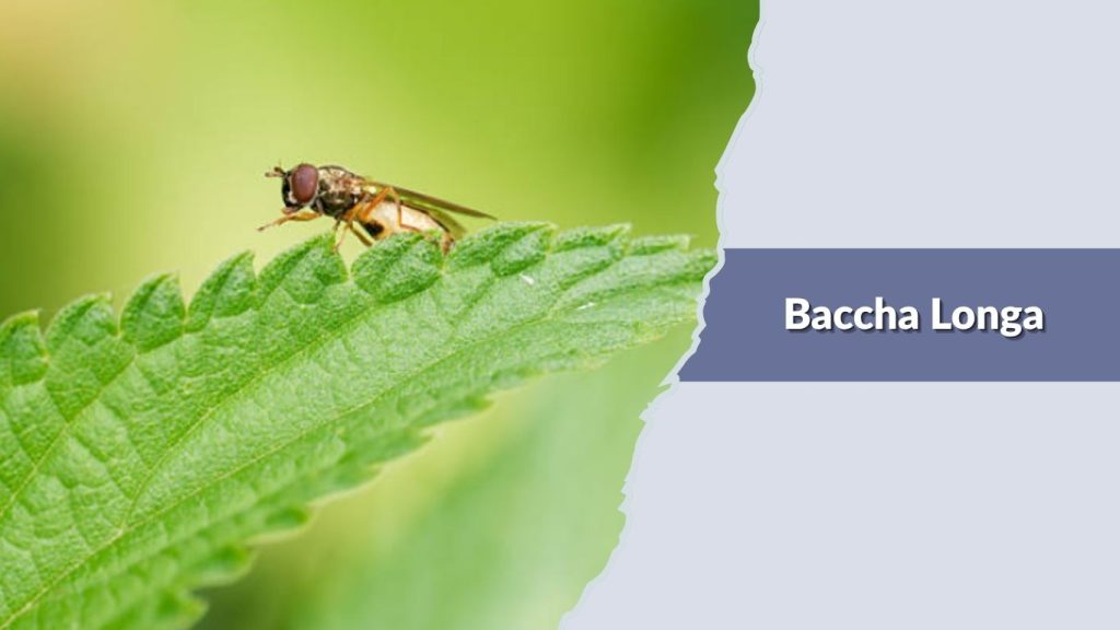 Baccha Longa