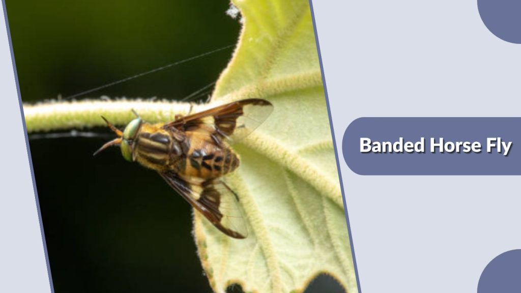 Banded Horse Fly