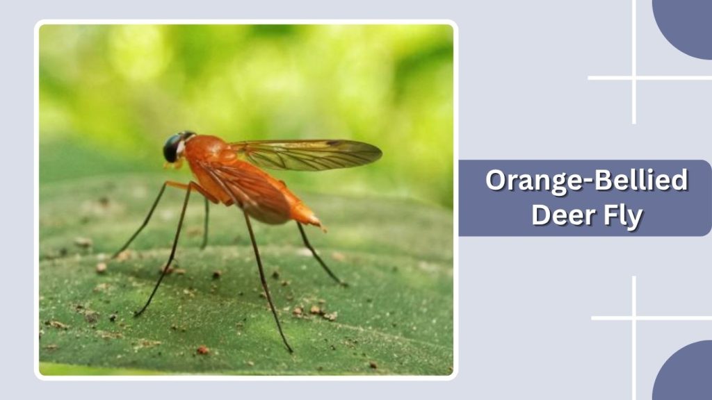 Orange-Bellied Deer Fly