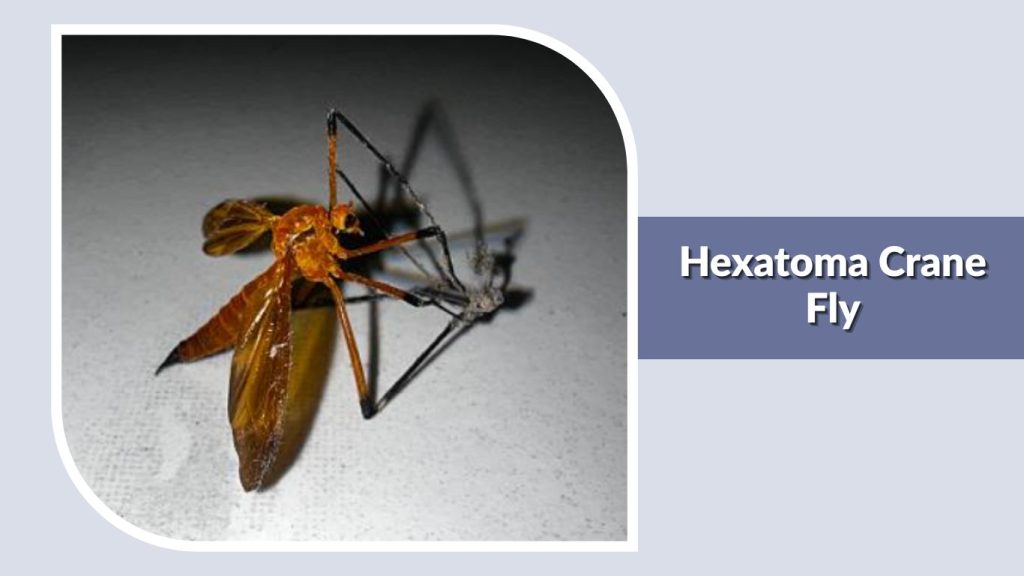 Hexatoma Crane Fly