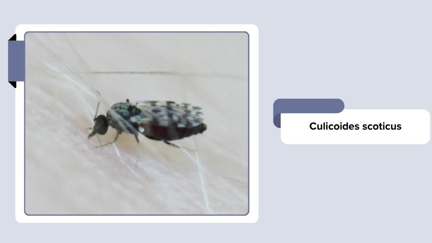 Culicoides scoticus