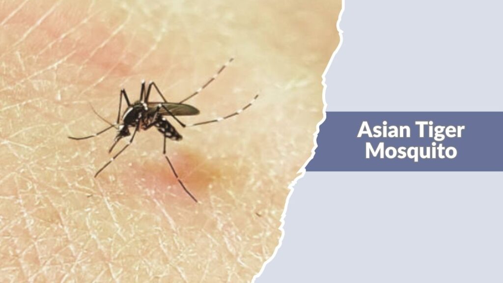 Asian Tiger Mosquito