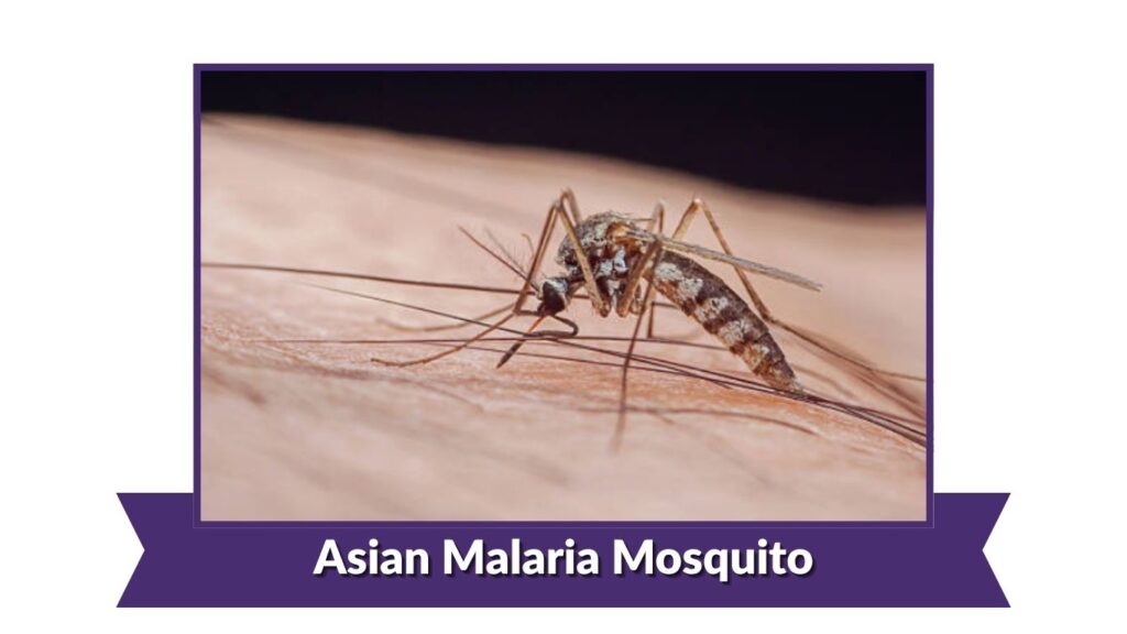 Asian Malaria Mosquito