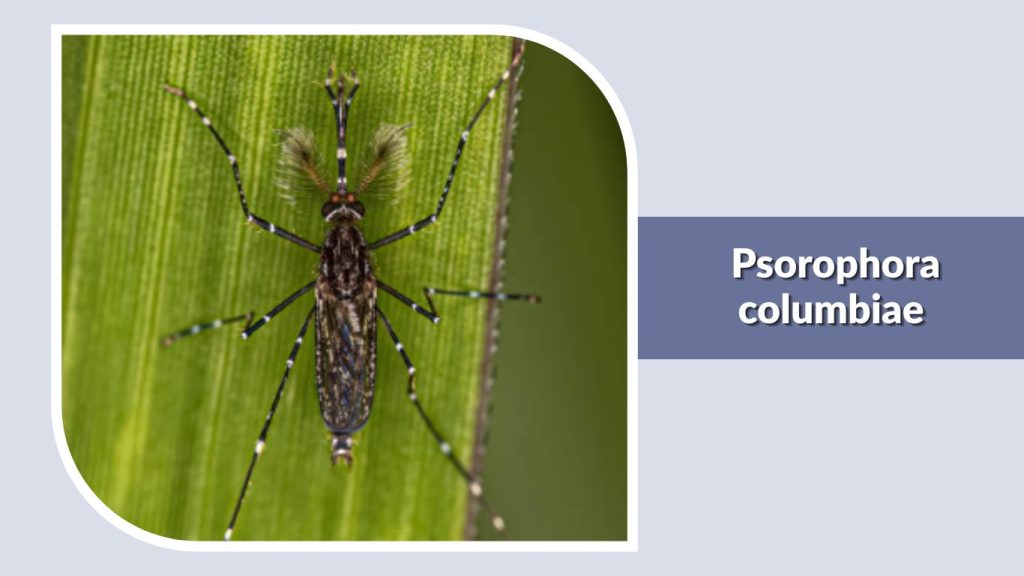  Psorophora columbiae