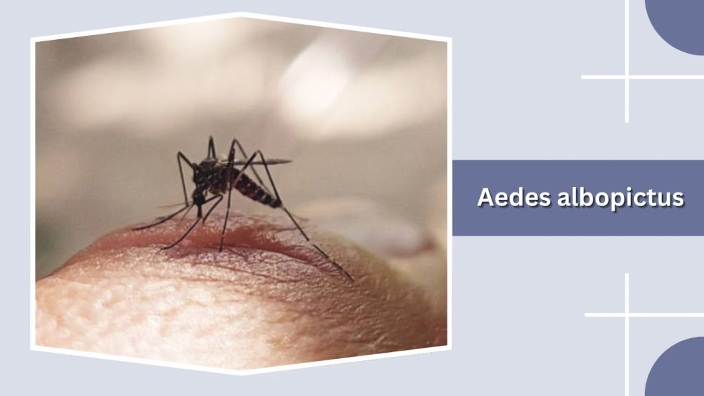 Aedes albopictus