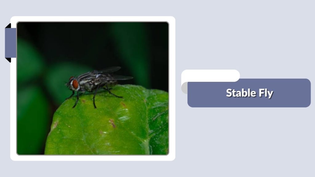 Stable Fly
