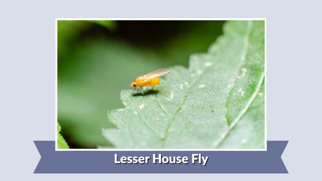 Lesser House Fly