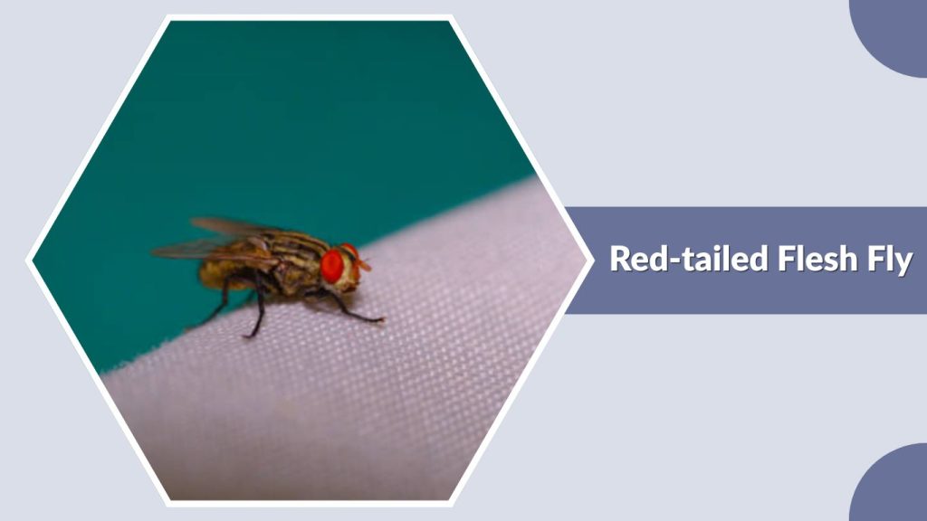 Red-tailed Flesh Fly