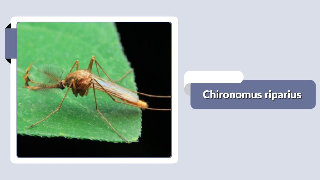Chironomus riparius