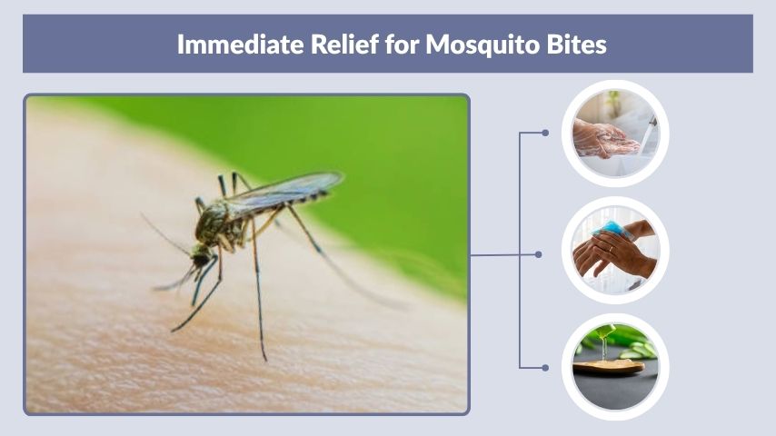 Immediate Relief for Mosquito Bites
