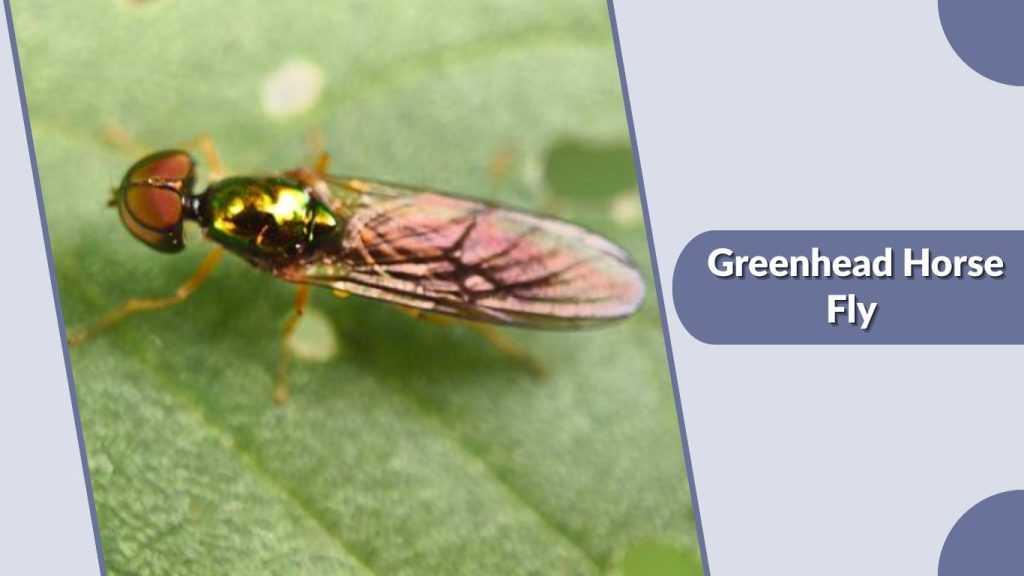 Greenhead Horse Fly